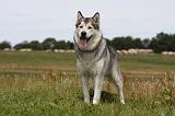 ALASKAN MALAMUTE 673
